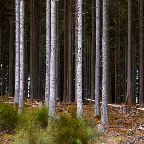 Wälder im Wandel