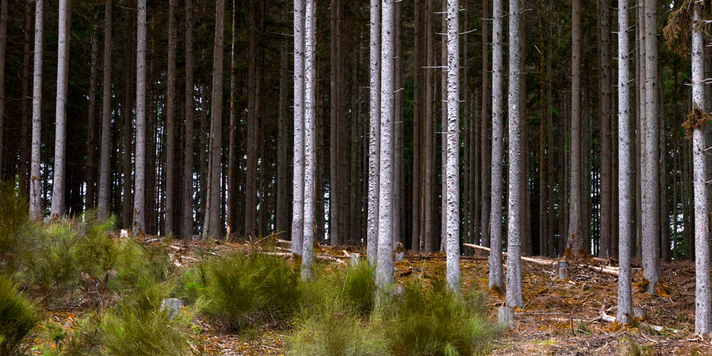 Wälder im Wandel