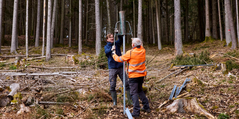 Pflanzung eines Baumes