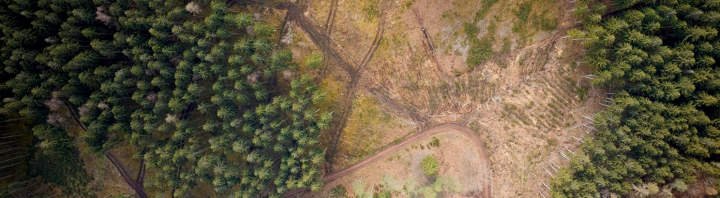 Unternehmenswald MLP