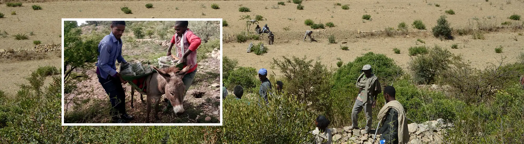 Sequestration Projekt: Regeneration der Ökosysteme im nördlichen Hochland von Äthiopien