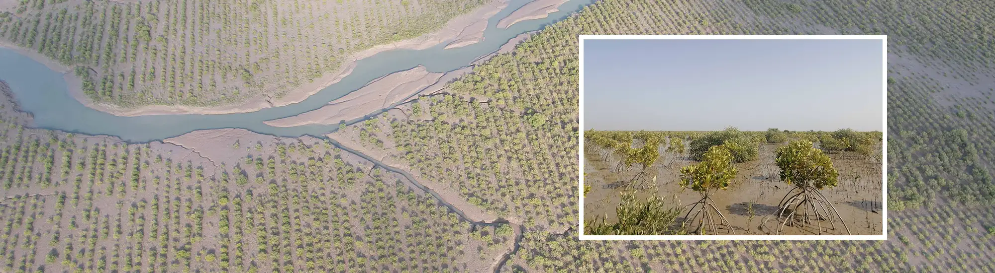 Sequestration Projekt: Aufforstung von Mangrovenwäldern im Indus-Delta